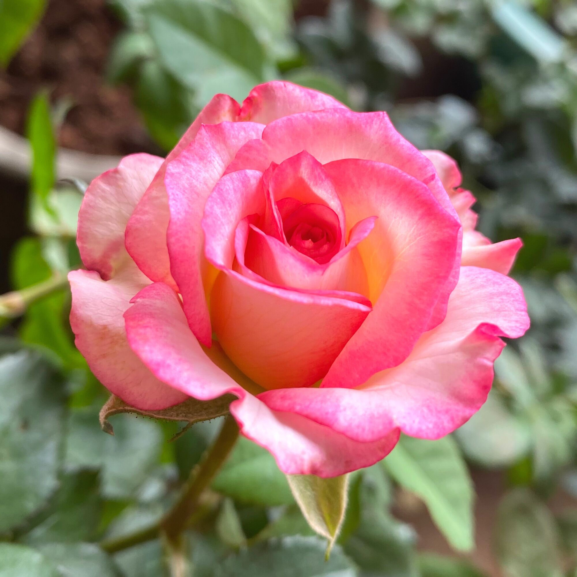 Hoa hồng bụi sếu đỏ - hoa thơm
