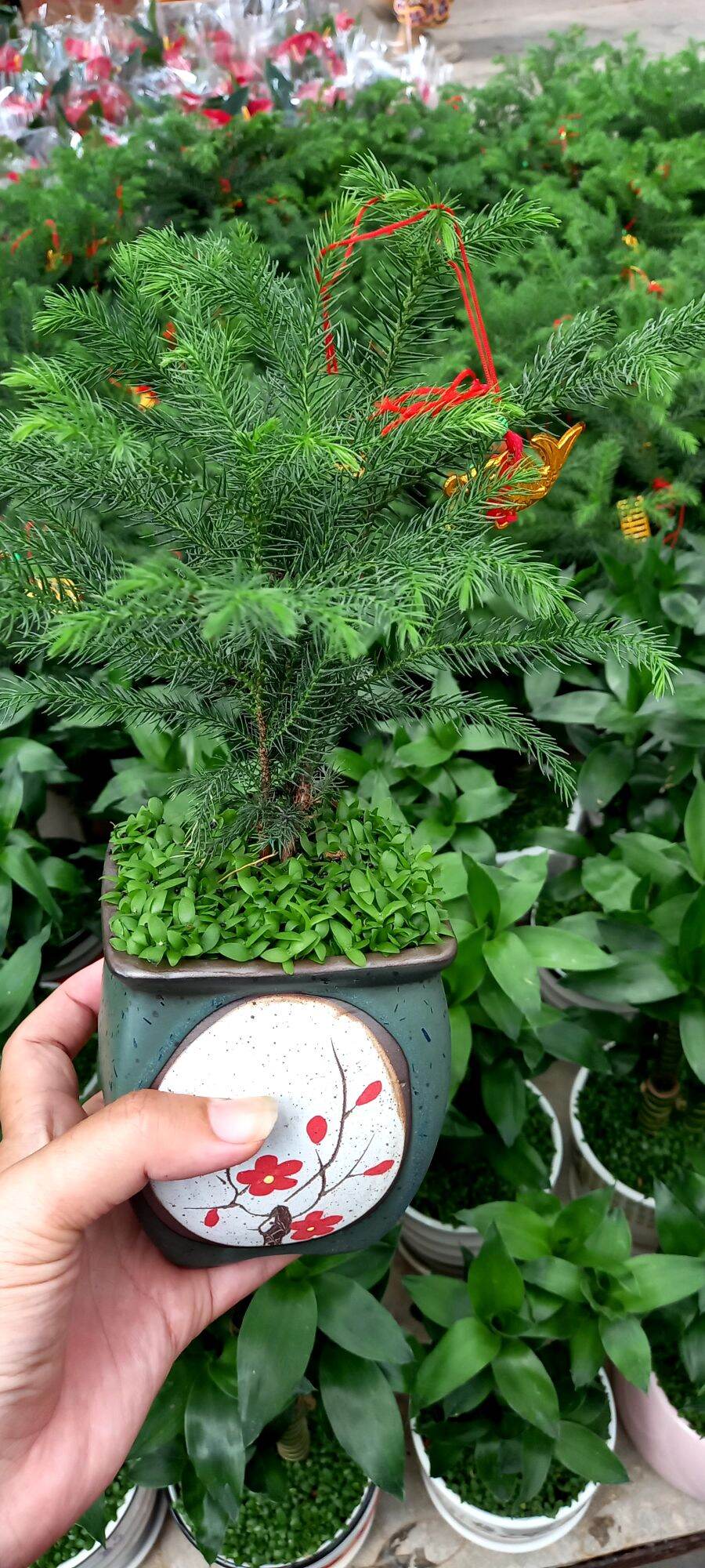Cây Tùng bách tán phối chậu