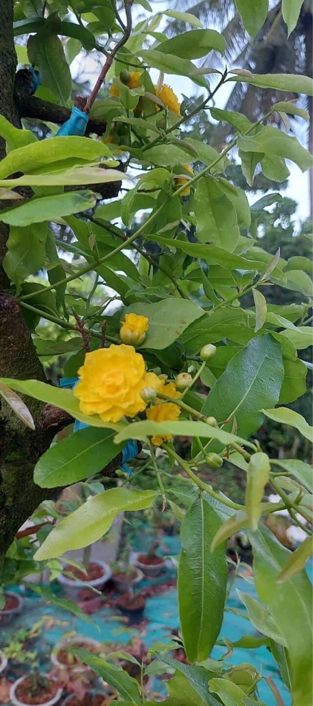 Mai đột biến cúc Phượng Thanh Tân ghép gốc mai vàng quấn rễ.