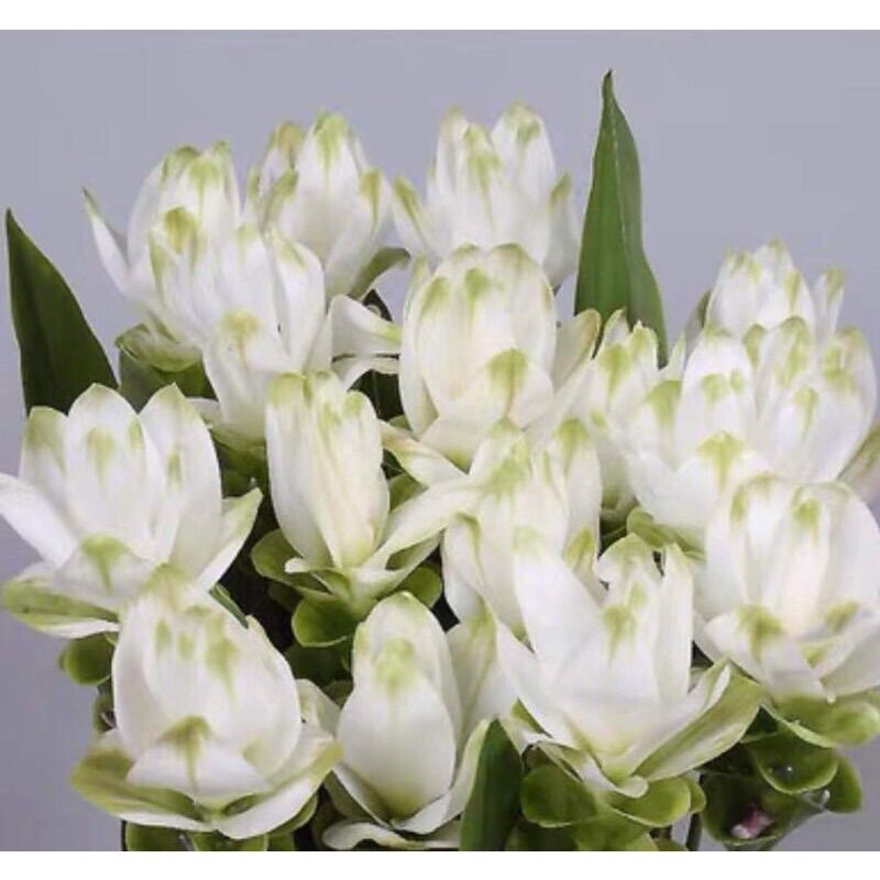 Củ hoa giống đuốc Thái sỉ 4k (set 5 củ )