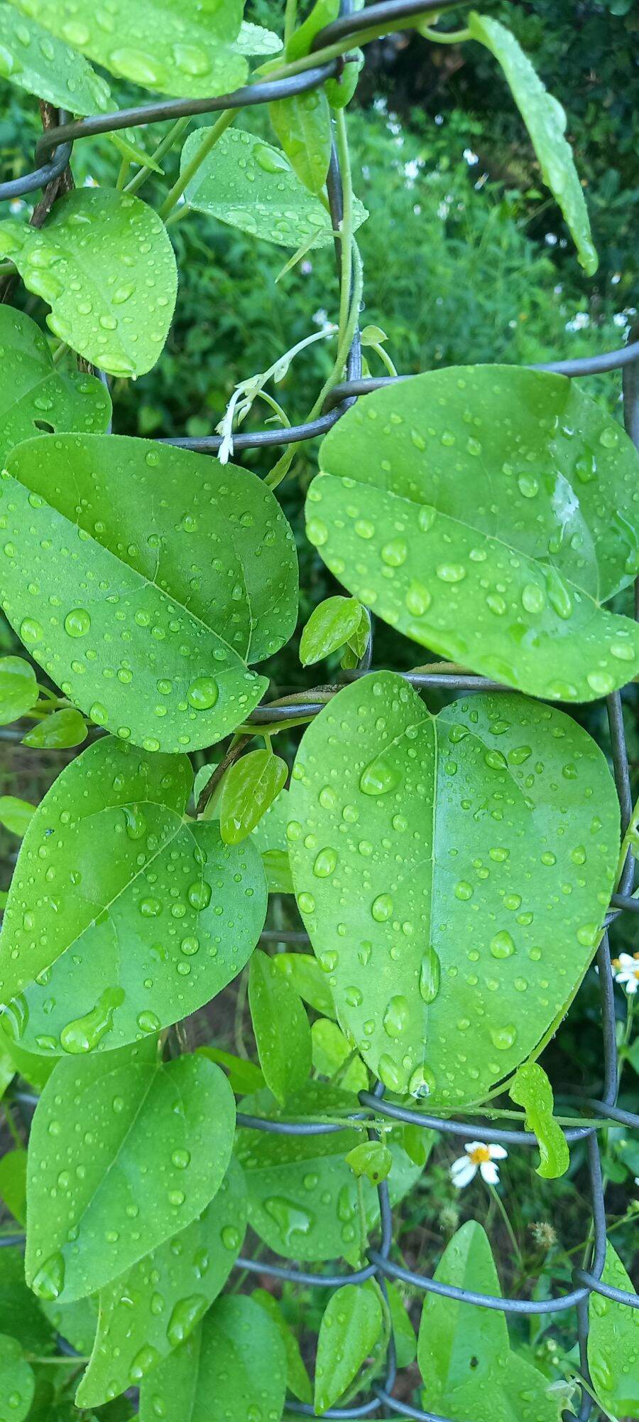 10 Cây sương sâm trơn tặng 1