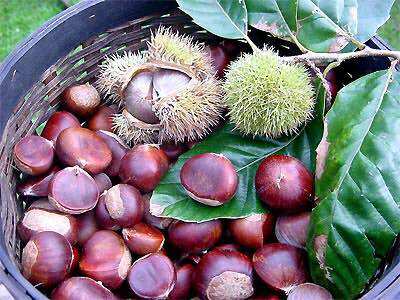 Hạt dẻ tươi Điện Biên 1kg