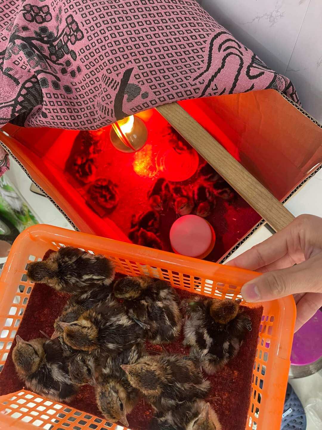 10 Trứng chim trĩ ấp nở bao tỉ lệ 7/10