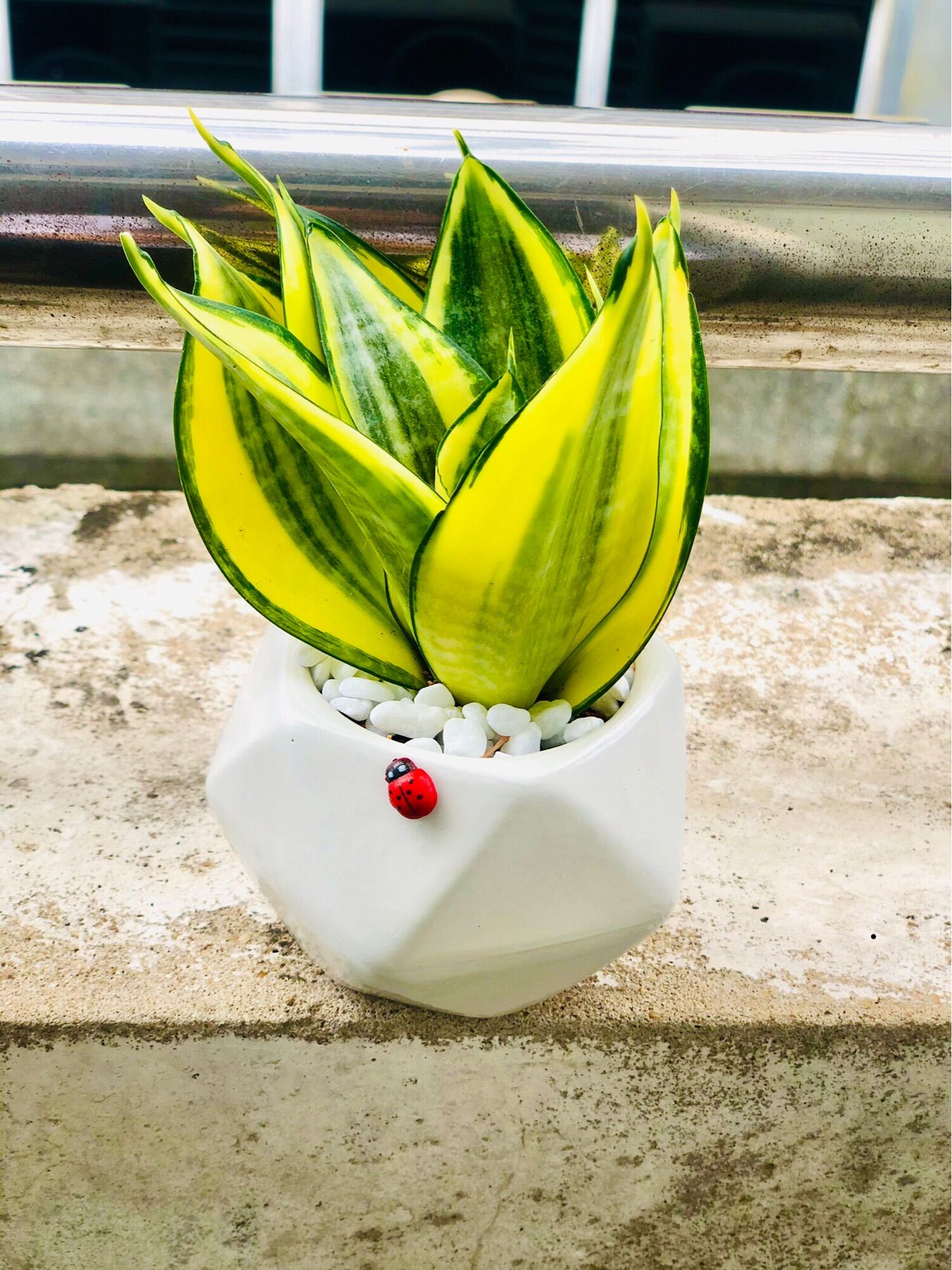 Chậu lưỡi hổ thái, bao gồm chậu