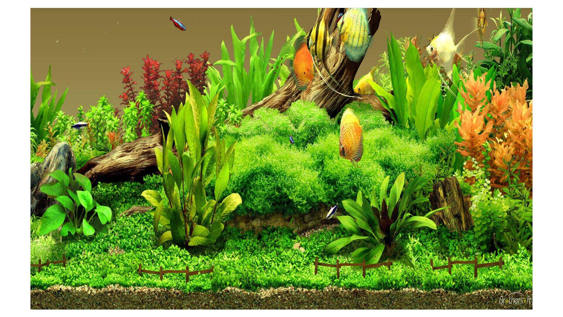 tranh 3d dán hồ cá  DECAL VIP- IN THEO KÍCH THƯỚC HỒ ( tranh lưng )