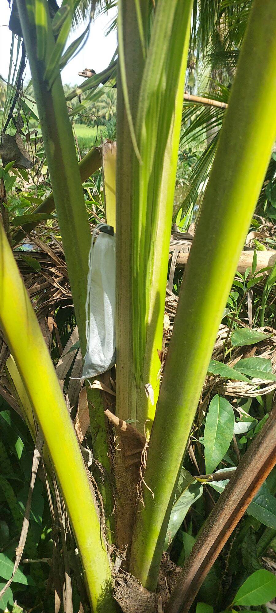 Thuốc trừ đuông dừa, bọ hung Sieugon (1kg tặng kèm 20 túi lọc dùng bỏ thuốc treo)