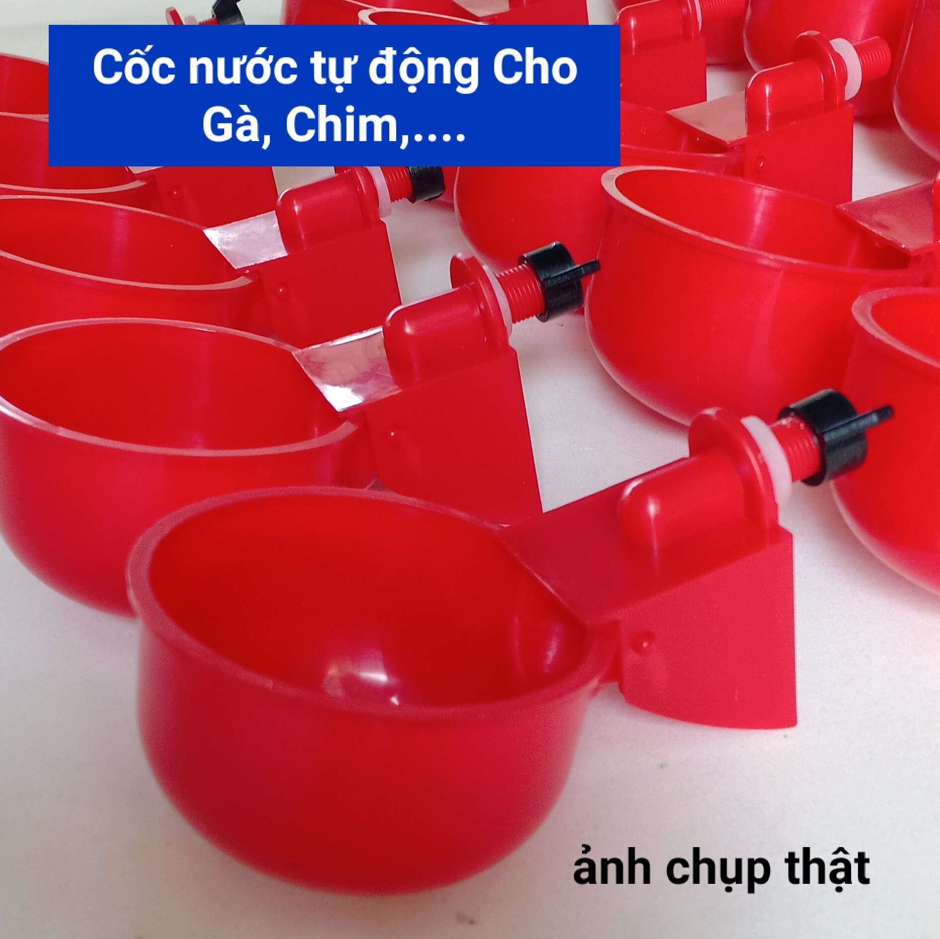 Cốc nước uống tự động cho gà vịt ngan