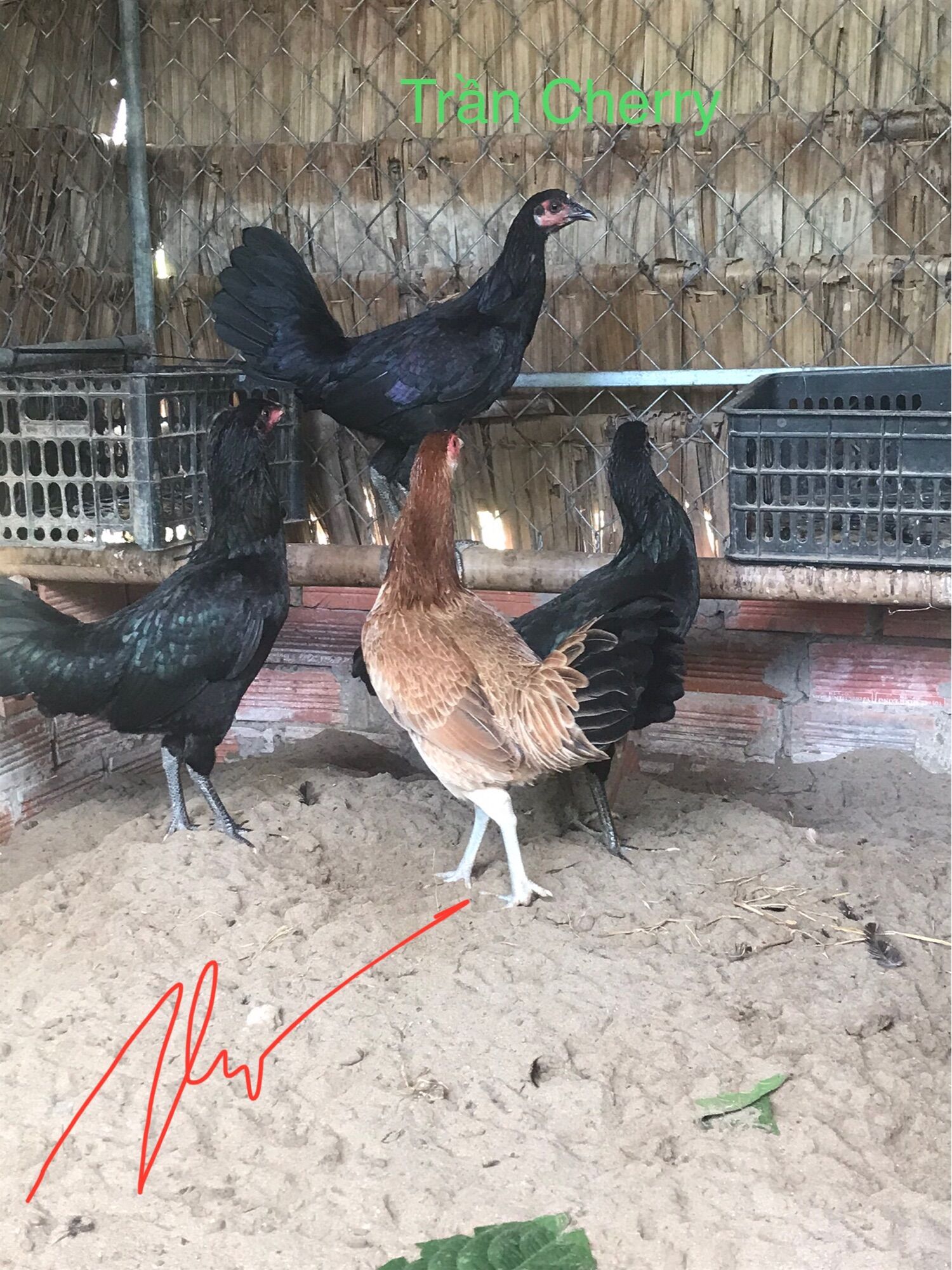 05 trứng gà đá ấp nở con (1)