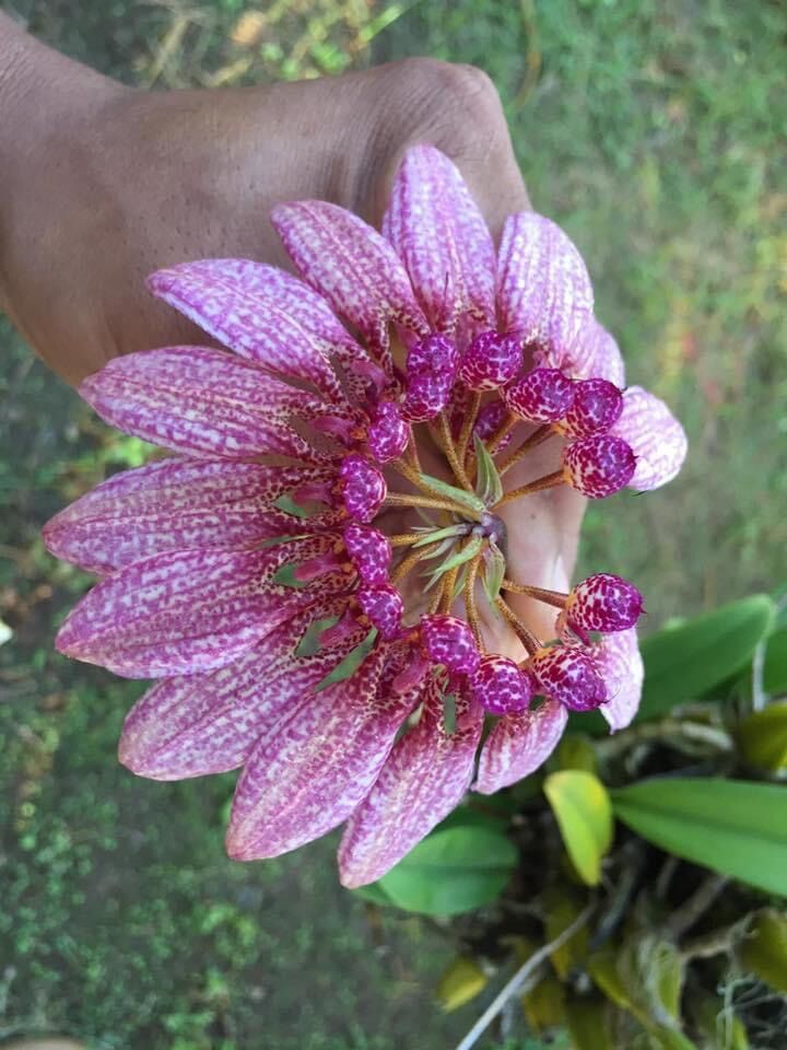 Hoa lan lọng xoè (bó 20 thân đủ màu) Hoa TếT
