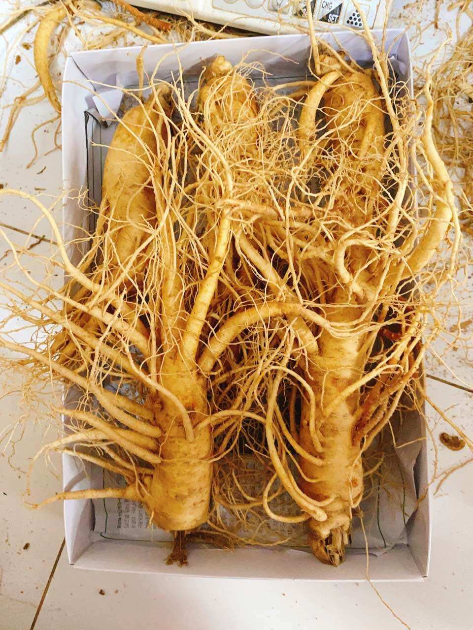 1 Củ Nhân Sâm Tươi Hàn Quốc Loại 5 Củ Kg - 1 củ 200gram 