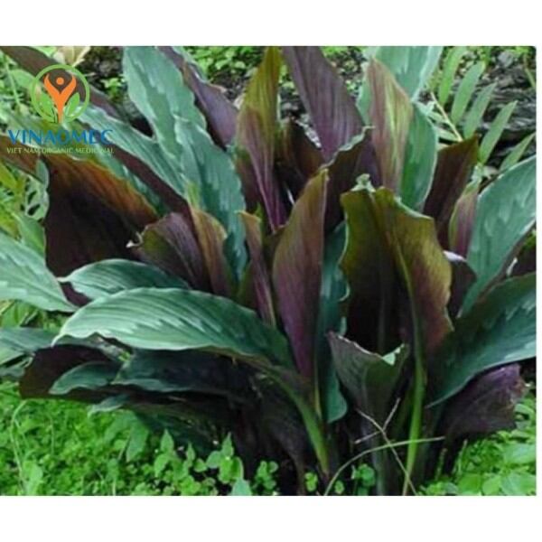 Combo 5 cây tam thất nam