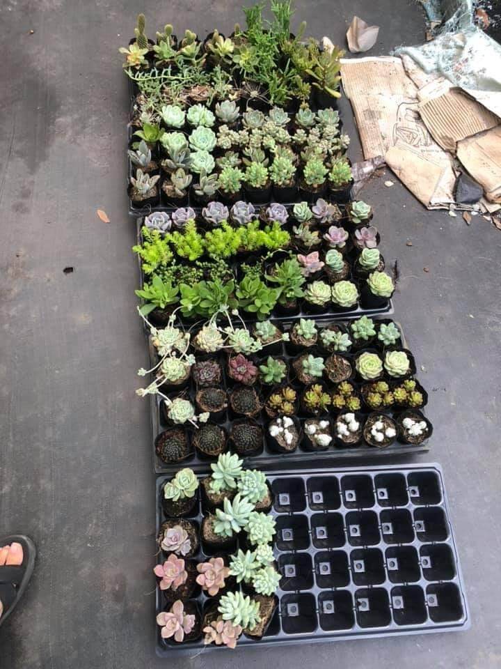 Combo 10 cây sen đá size bầu