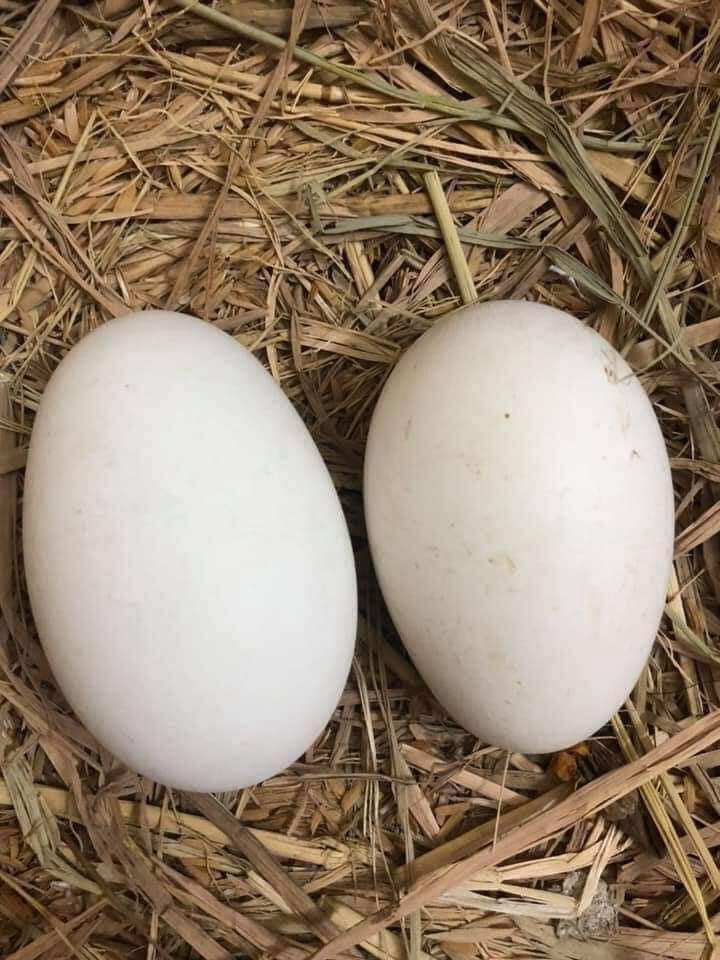 01 trứng ngỗng nhà nuôi ăn lúa