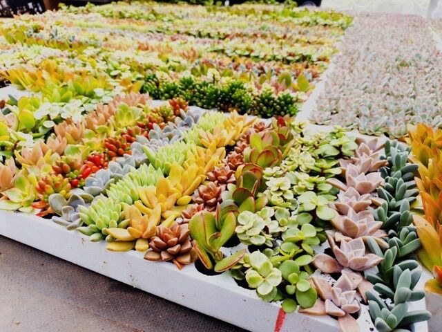 112 cây sen đá mini (14 loại) xuất vườn đà lạt