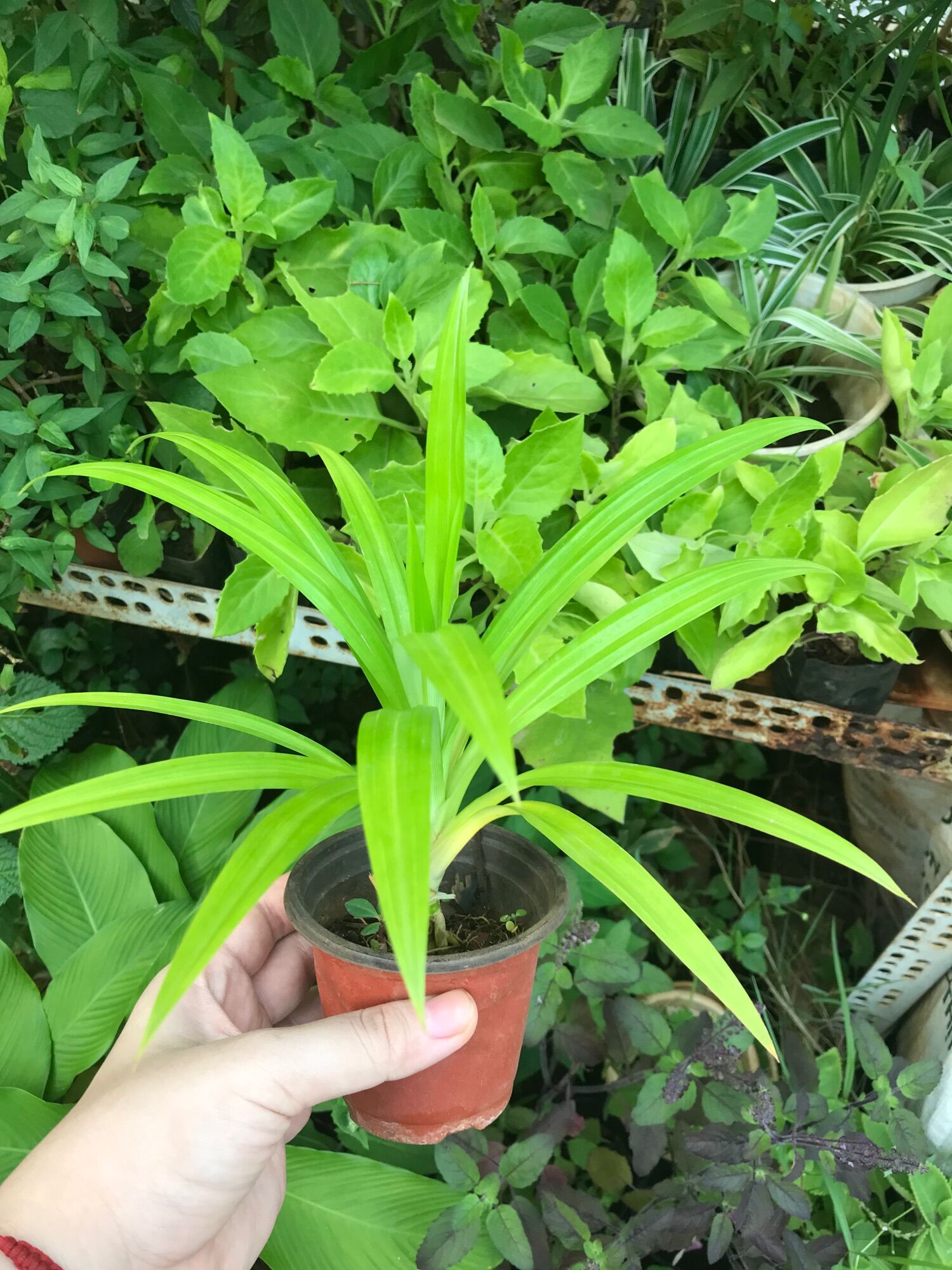 Cây lá dứa ( lá nếp)