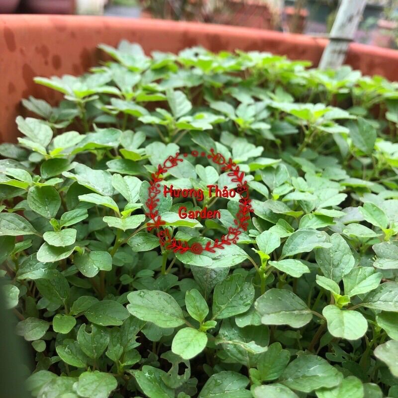 Hạt Giống Rau Dền Cơm F1