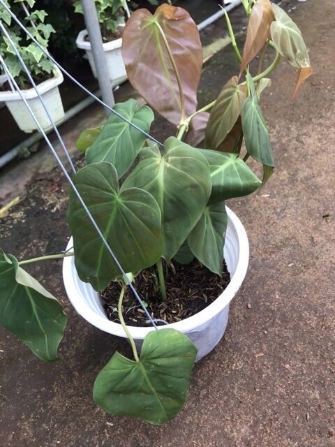 <GIÁ RẺ>Trầu bà Mican (MICAN PHILODENDRON