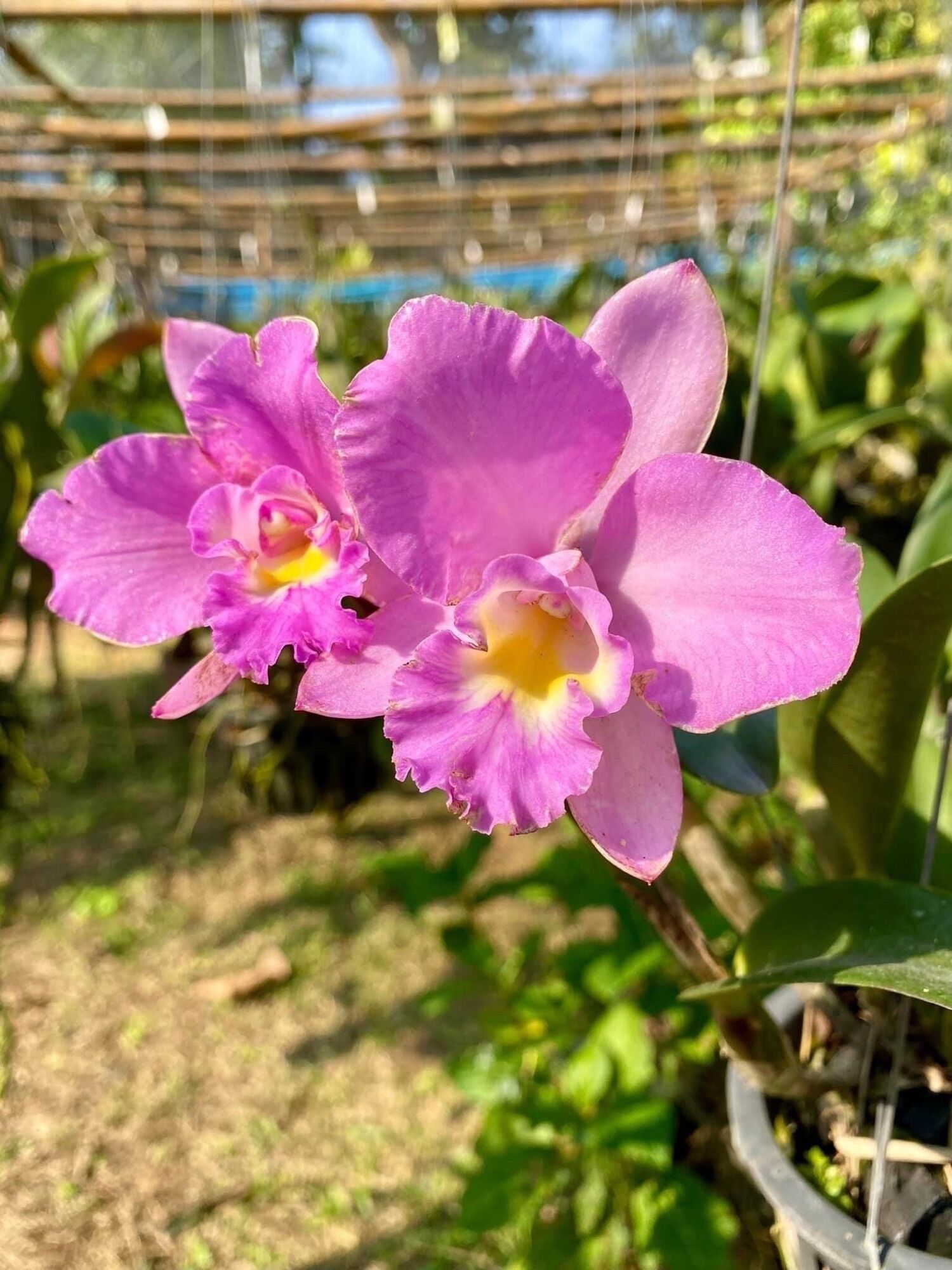 Hoa lan Đại cát(1khóm2-3thân)