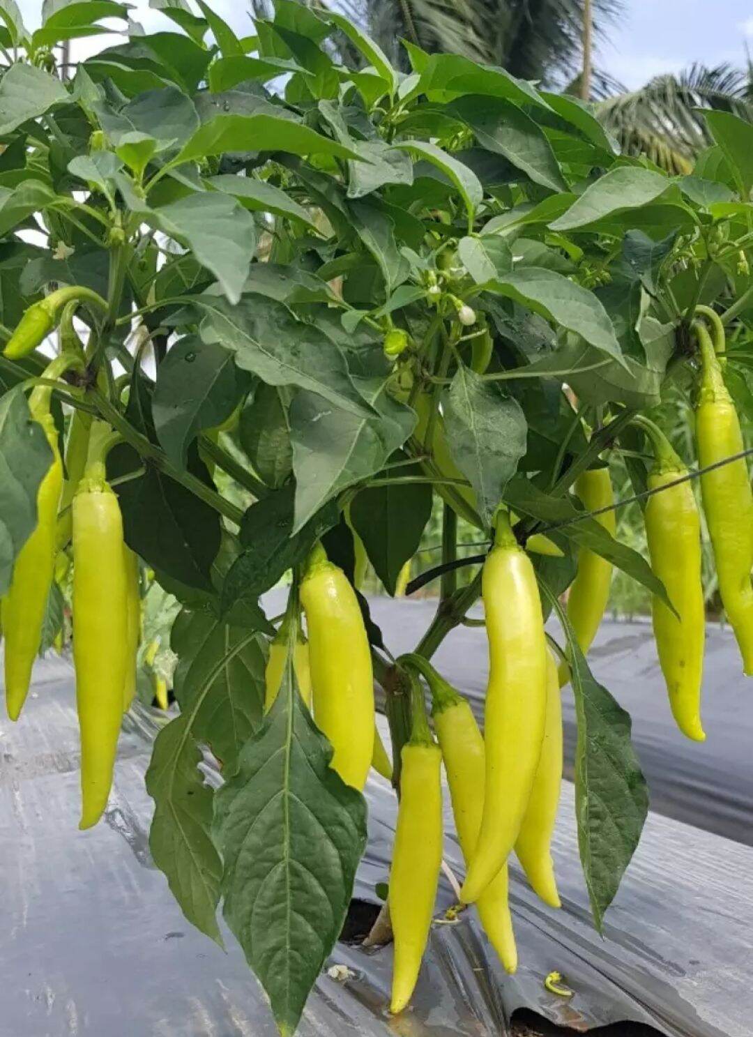 Hạt giống ớt sừng Trâu F1 (1000hạt)
