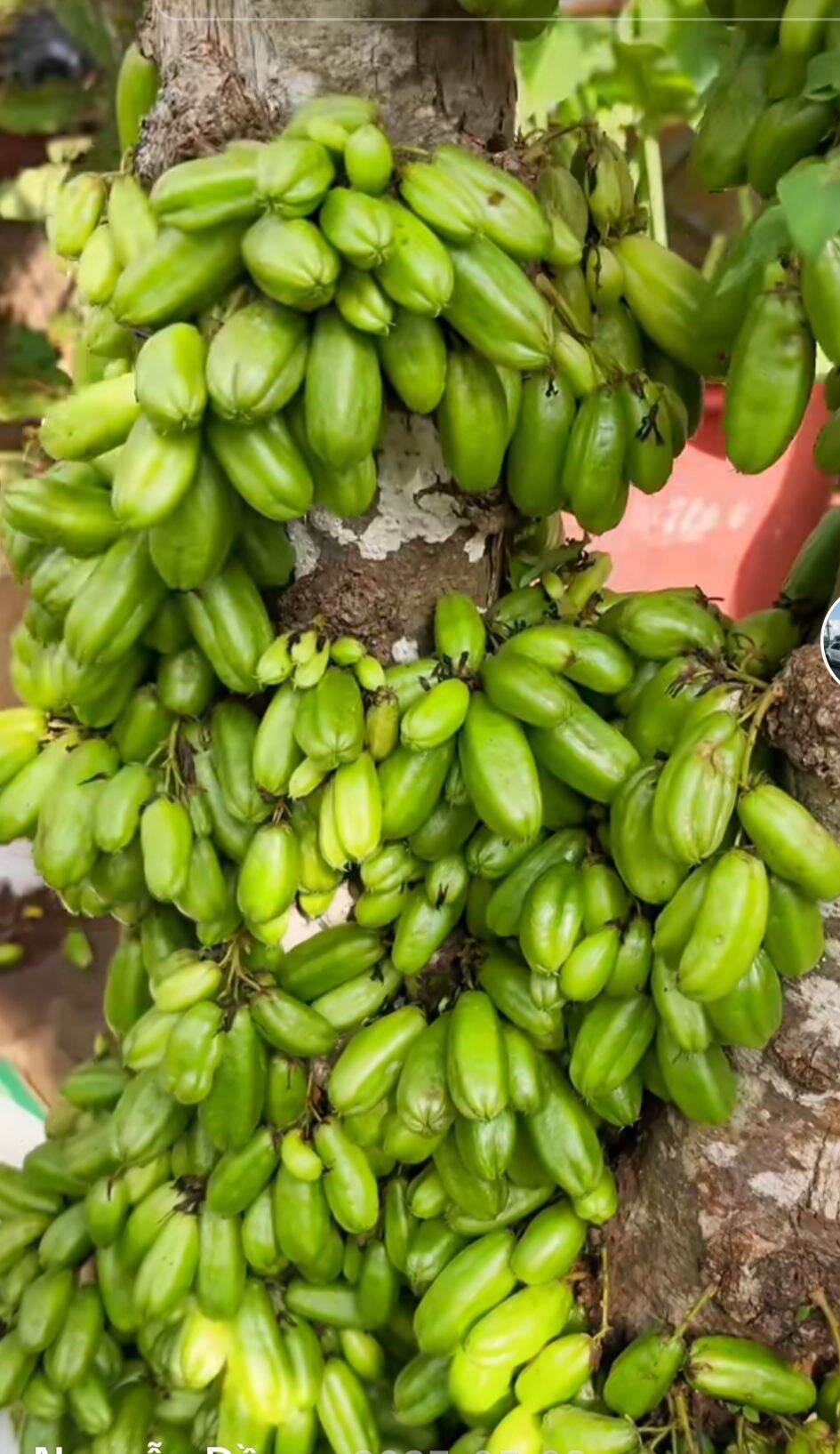 Khế Tàu Ngâm Đường Phèn hủ 2kg