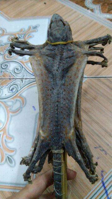 set 5 con tắc kè khô