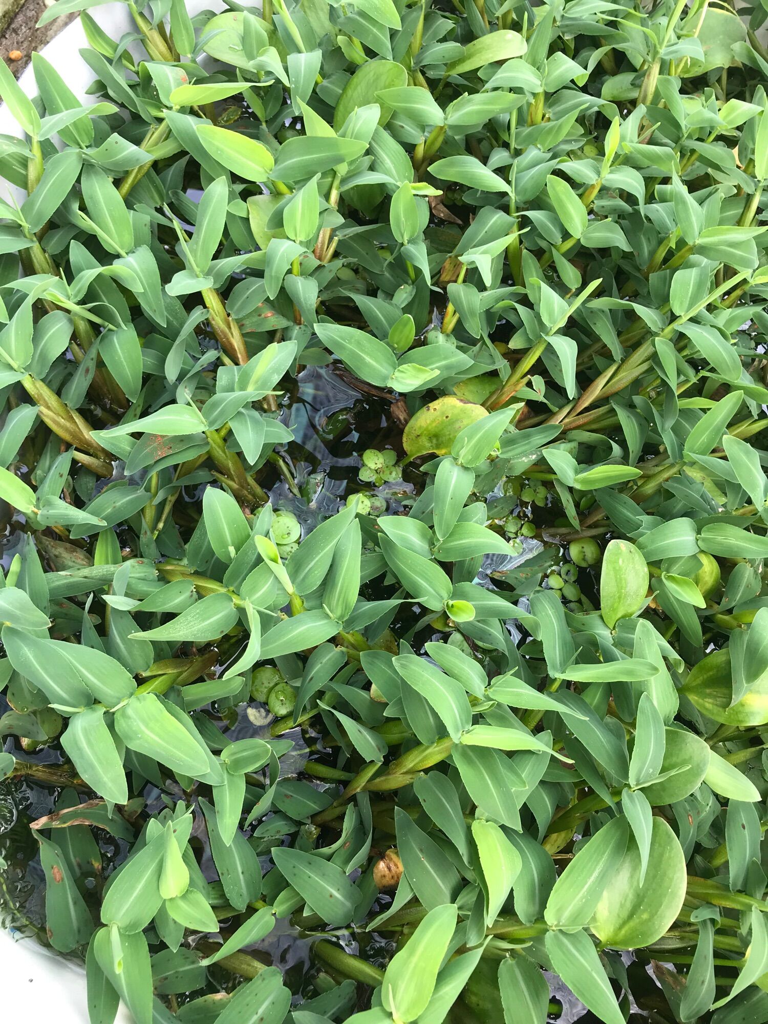 Cỏ chân ngỗng (1 ký)