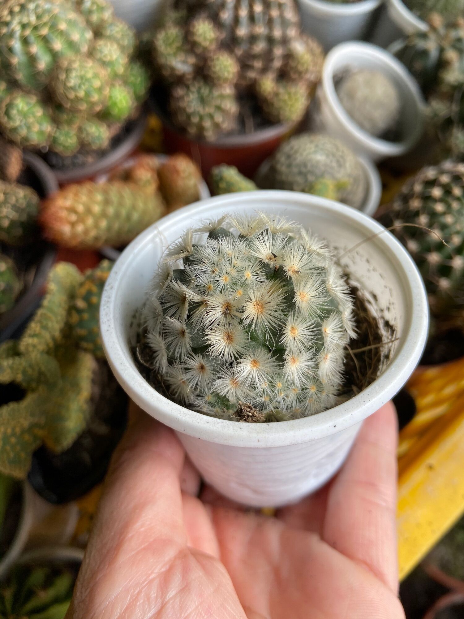 Xương Rồng Mami Tuyết Trắng