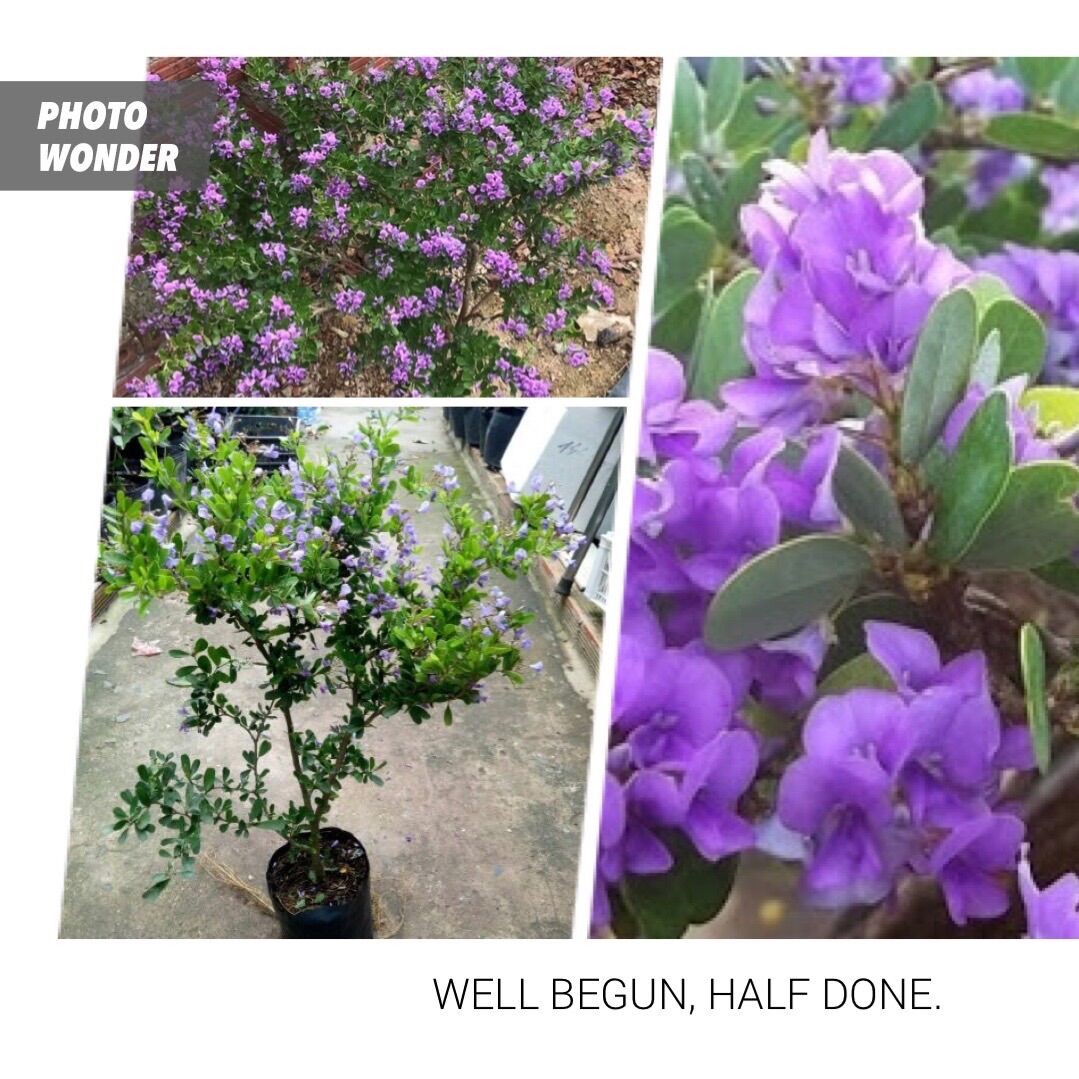 Cây giống linh sam siêu bông