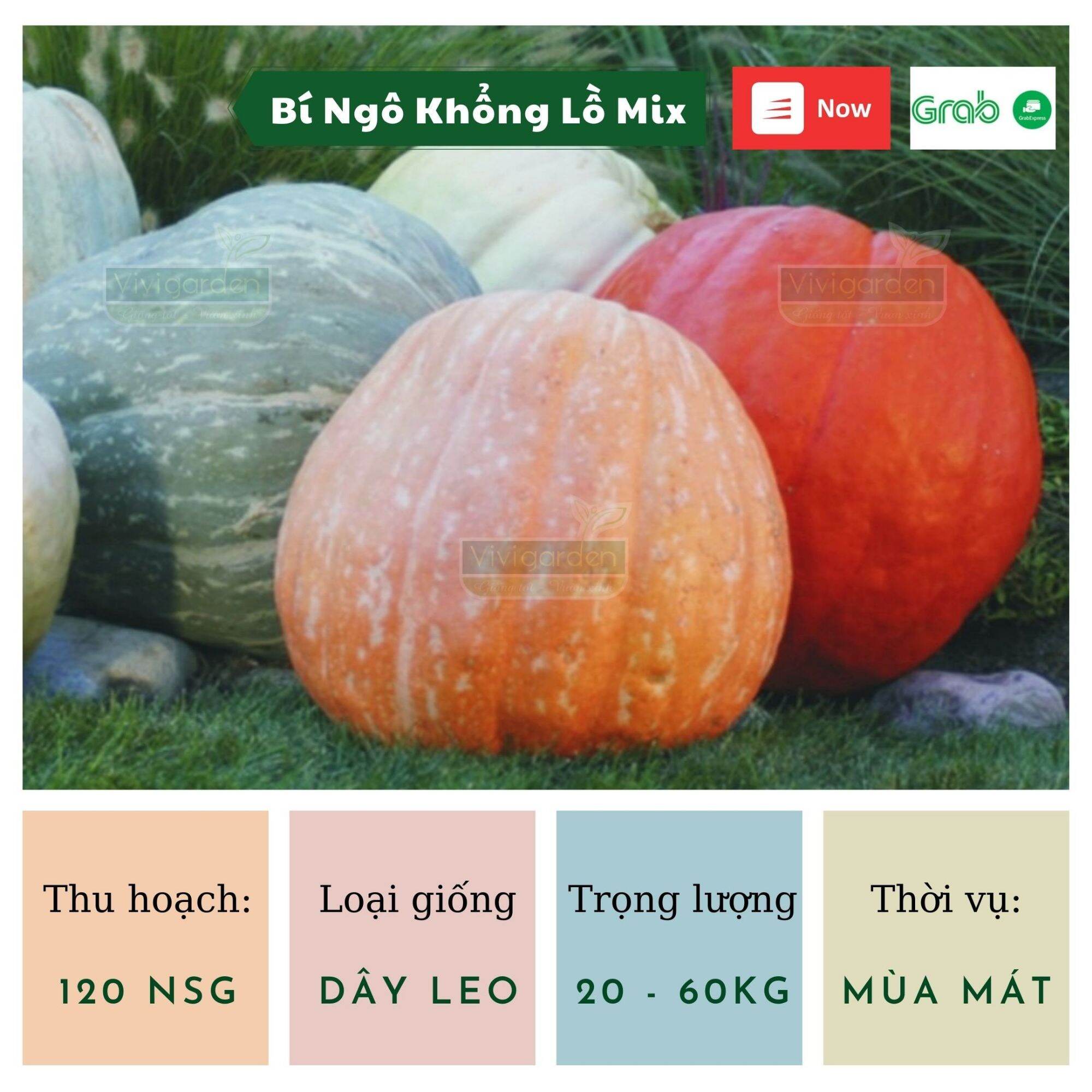 Combo 10 hạt Bí Ngô Khổng Lồ nhập Mỹ Mix nhiều giống siêu đẹp và dễ trồng với những trái bí có thể lên đến 60kg