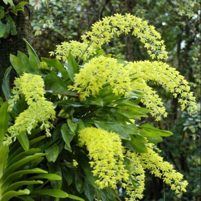 Phong lan vũ nữ hoàng hậu(11hóm 2-3thân)