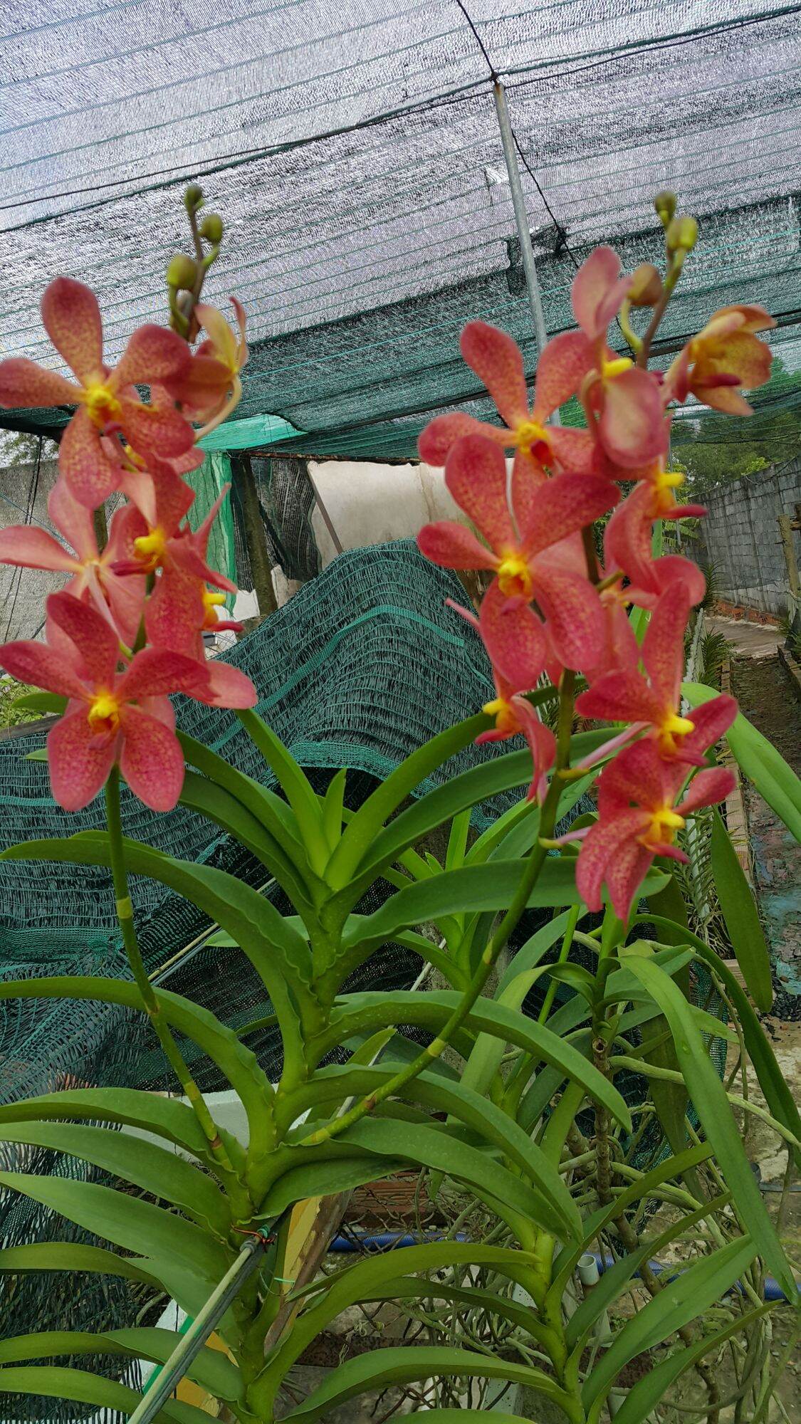 10 cây lan giống mokara
