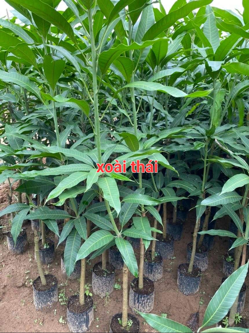 CÂY XOÀI THÁI NGỌT