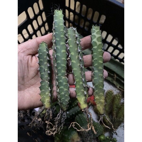 Xương Rồng Thước Kẻ 15K/Cây