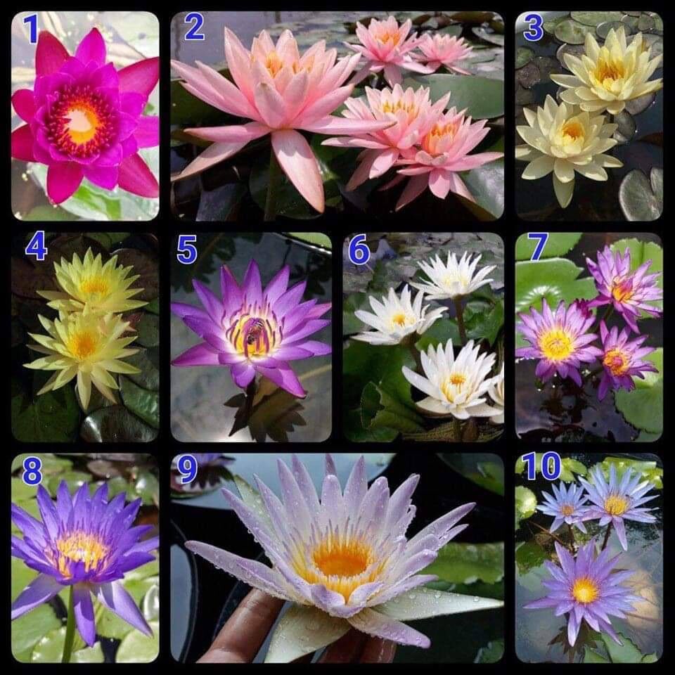 cây hoa súng kép thái màu sắc ngẫu nhiên