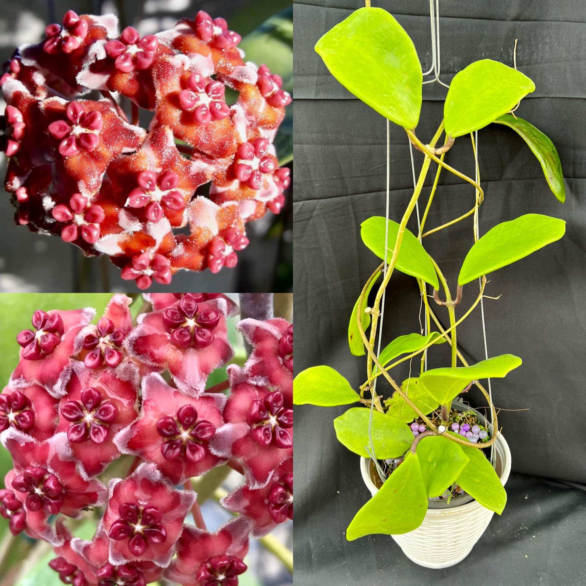 Hoa Cẩm cù hoya Excavata thân leo, lá to và dày, phát triển nhanh
