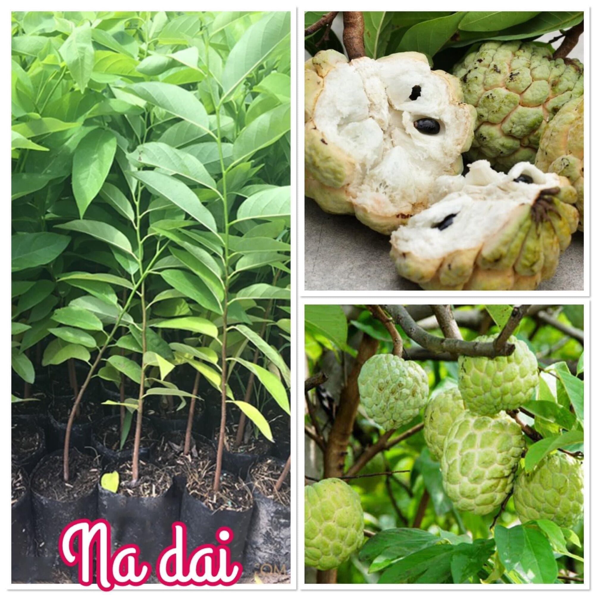 Cây giống Na dai