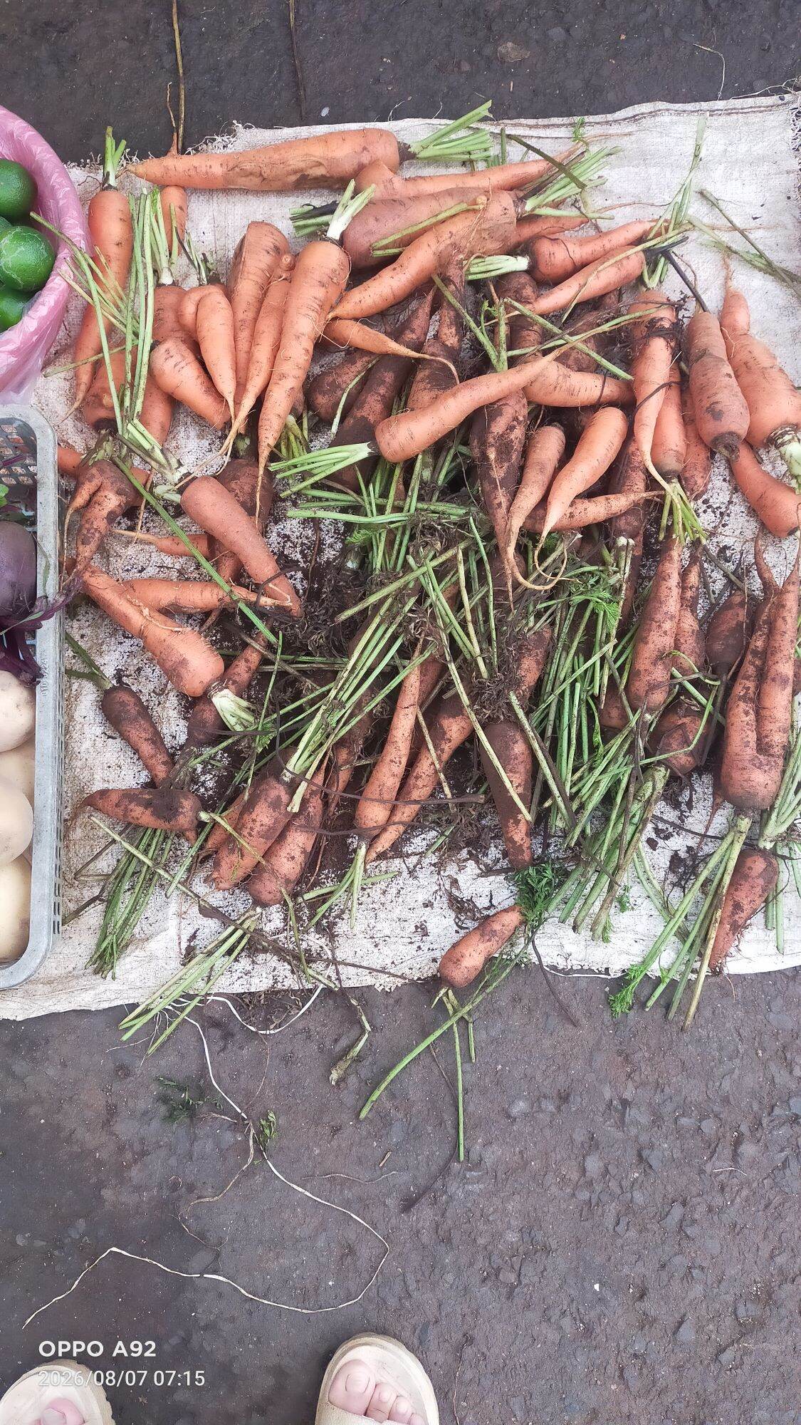 Cà rốt trồng sạch Lâm Đồng 2kg, tươi ngon, không thuốc trừ sâu, phù hợp nấu ăn hàng ngày.