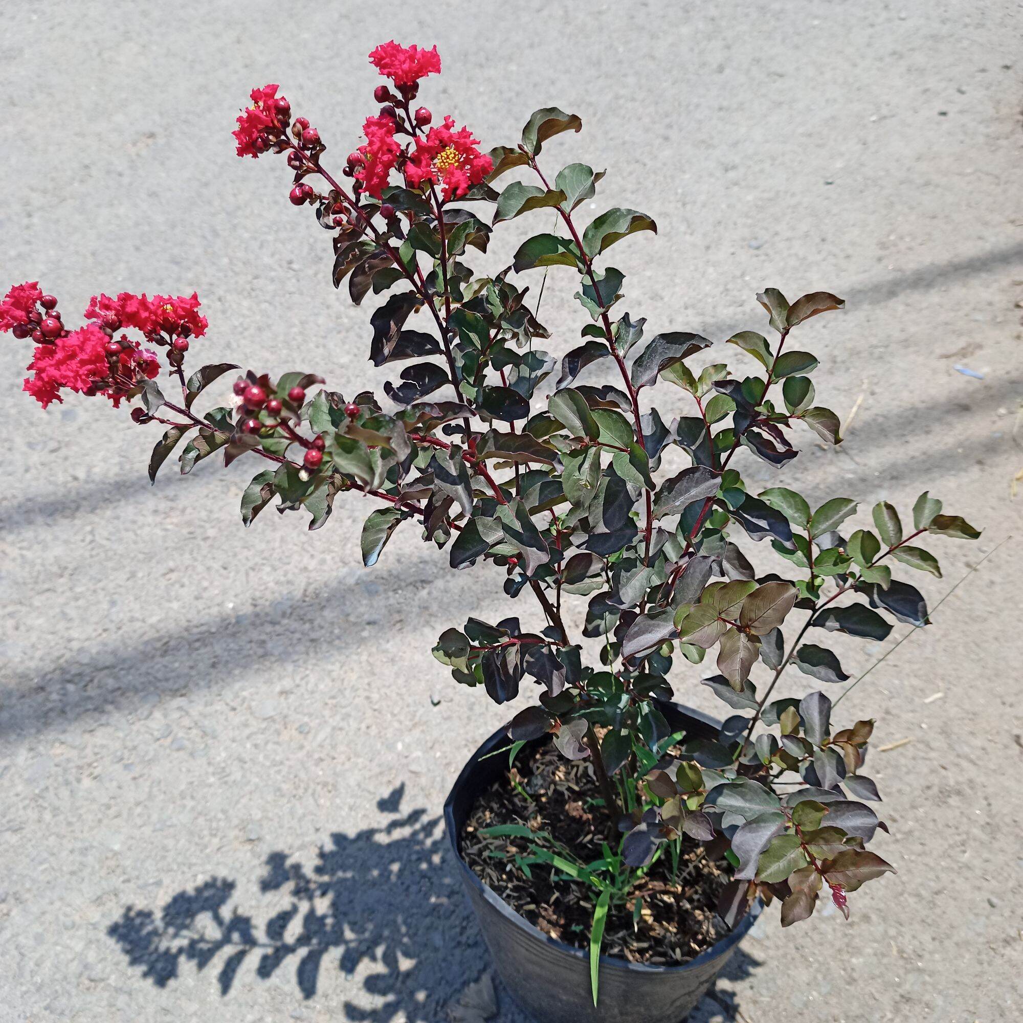 Cây tường vy huyết long cao từ 40cm
