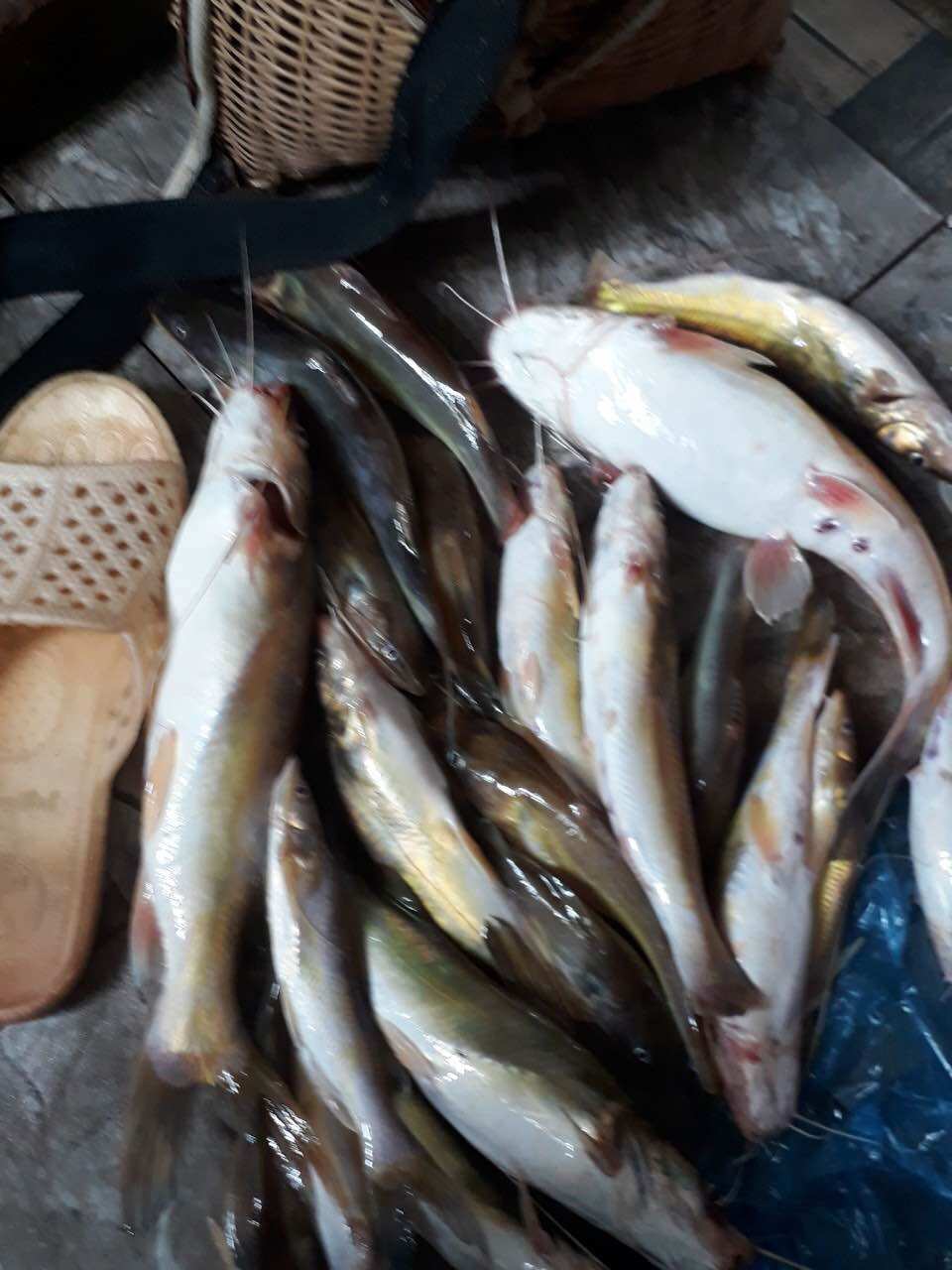Mồi câu cá lăng Thái Lan Hủ 200g