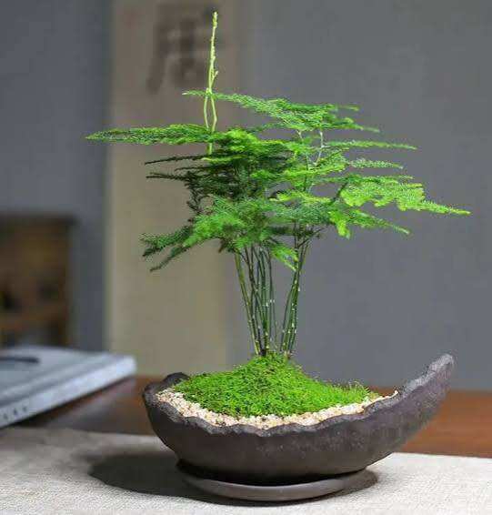 Kim thuỷ Tùng để bàn (phong thuỷ tốt)