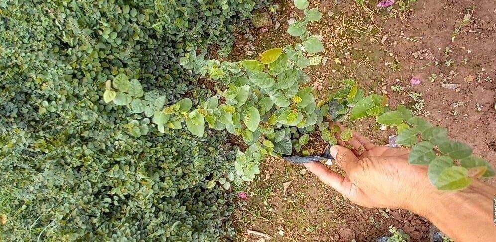 cây thằn lằn bám tường