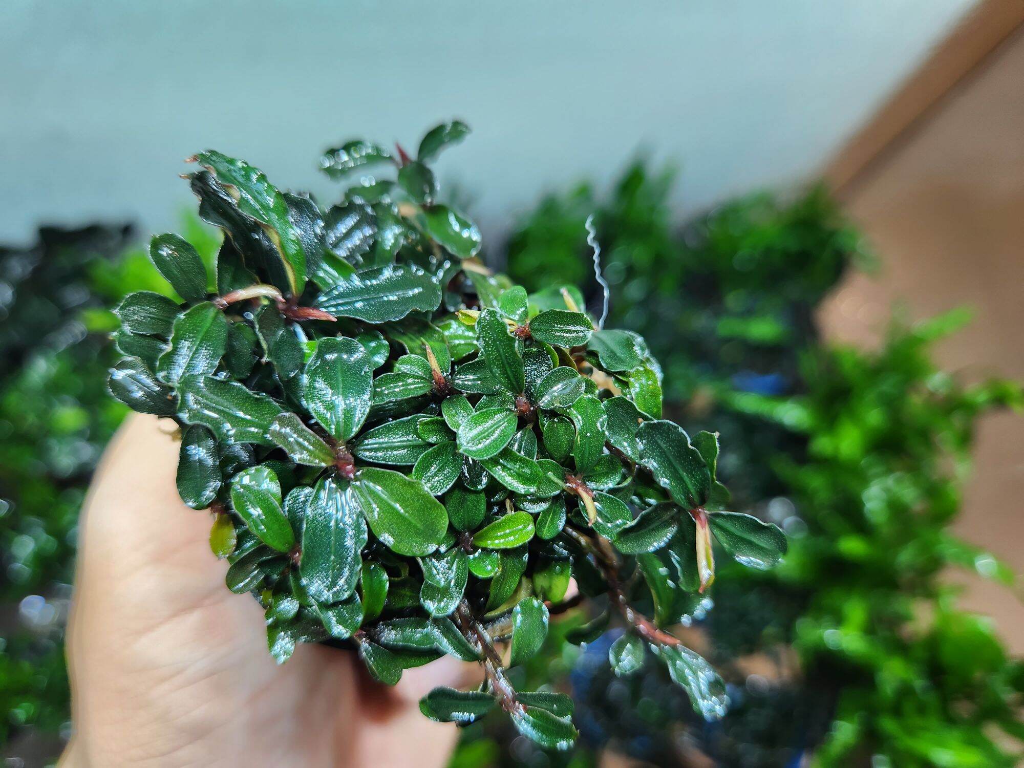 Bucep Phaladra - Cây thủy sinh siêu đẹp, dễ chăm sóc (1 Chậu)