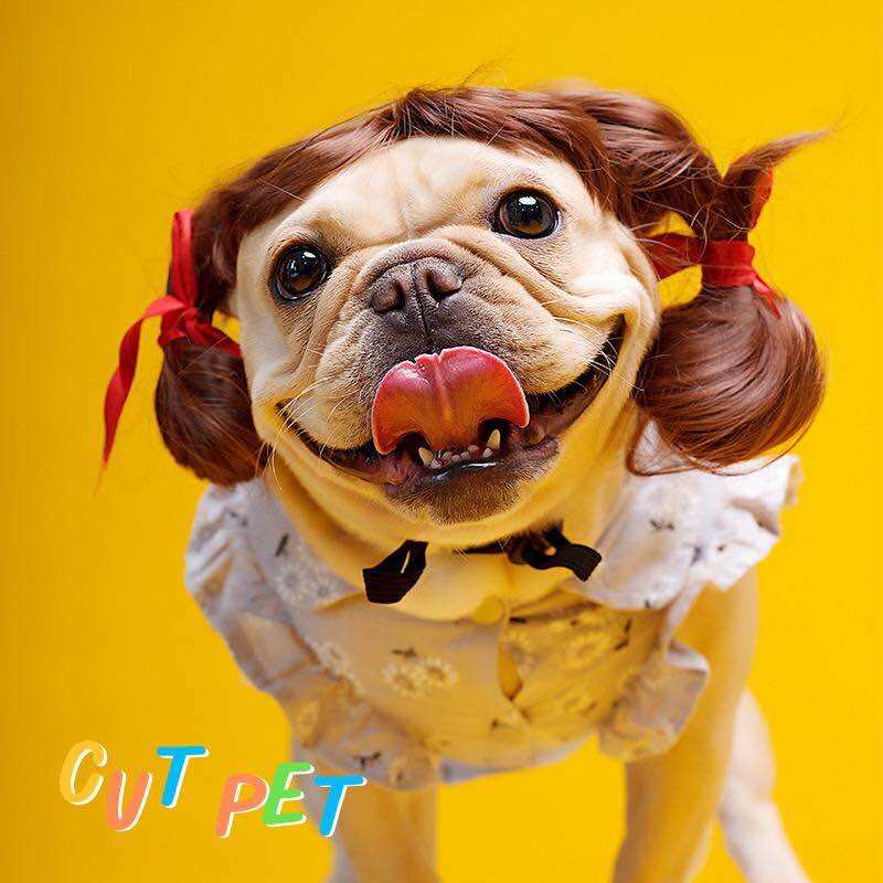 Tóc giả cho chó cưng Mèo cosplay cho Chó Mèo Phụ kiện Tóc cosplay hài hước dễ thương