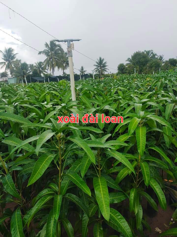 CÂY XOÀI ĐÀI LOAN