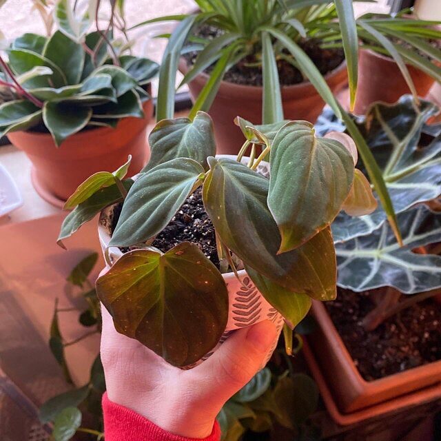 Philodendron Micans