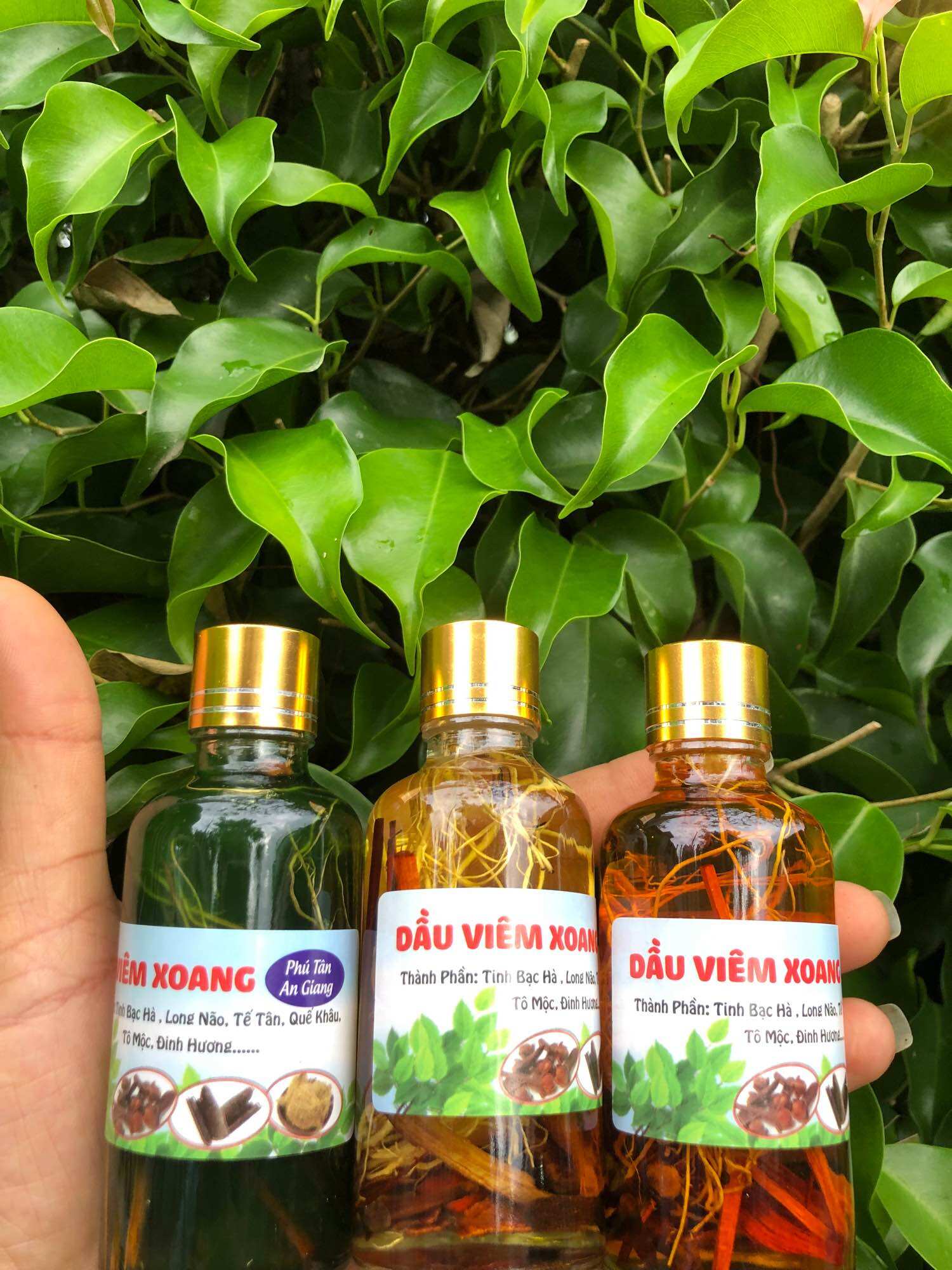 DẦU VIÊM XOANG VÀNG 50ML (RỄ THUỐC)