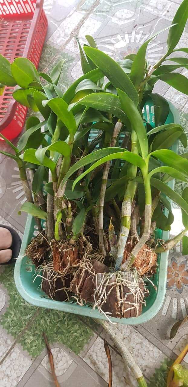 ( sale sale) 10 cây Lan dendro đủ màu