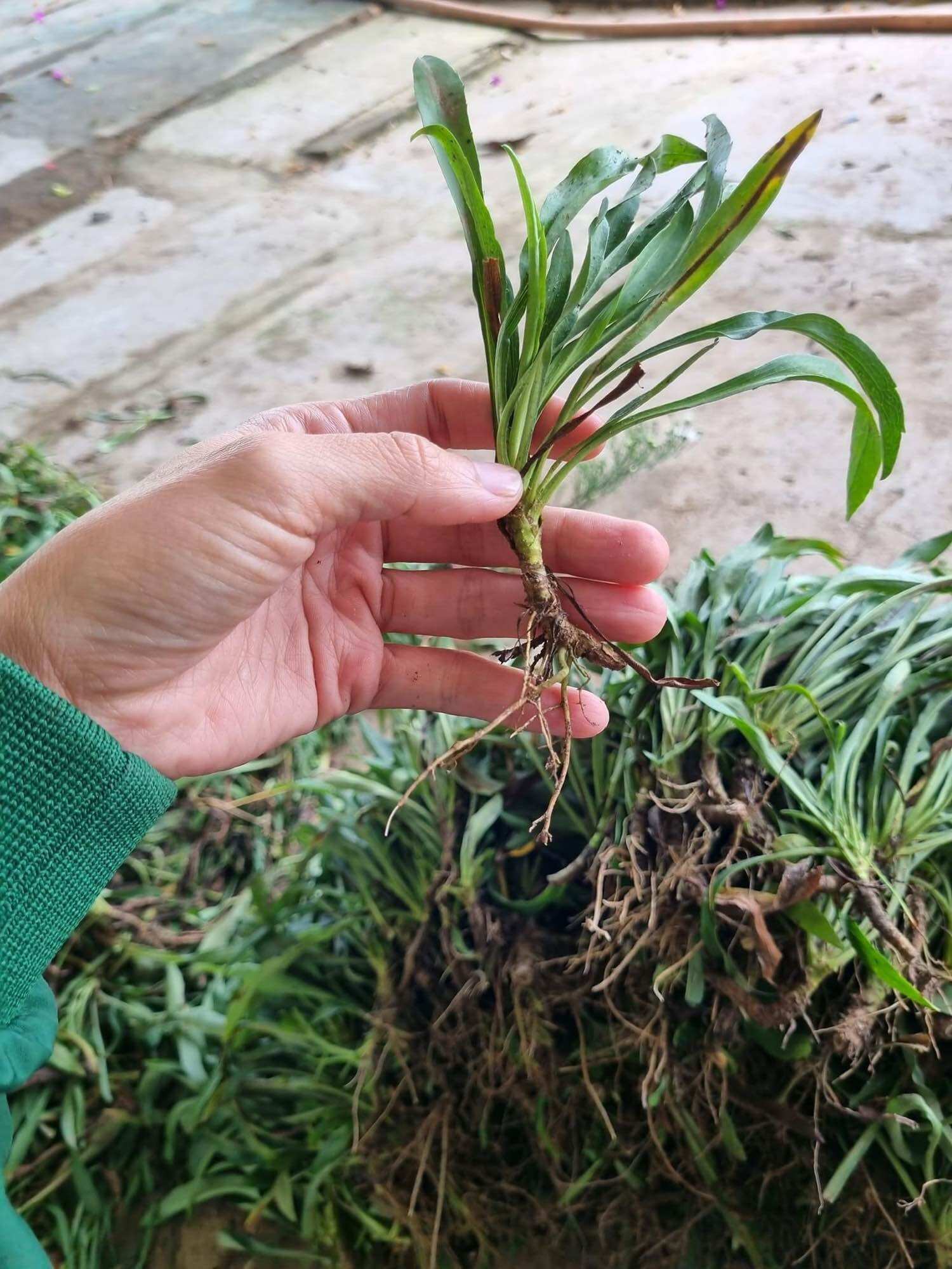 combo 100 cây giống hoa thạch thảo đủ màu
