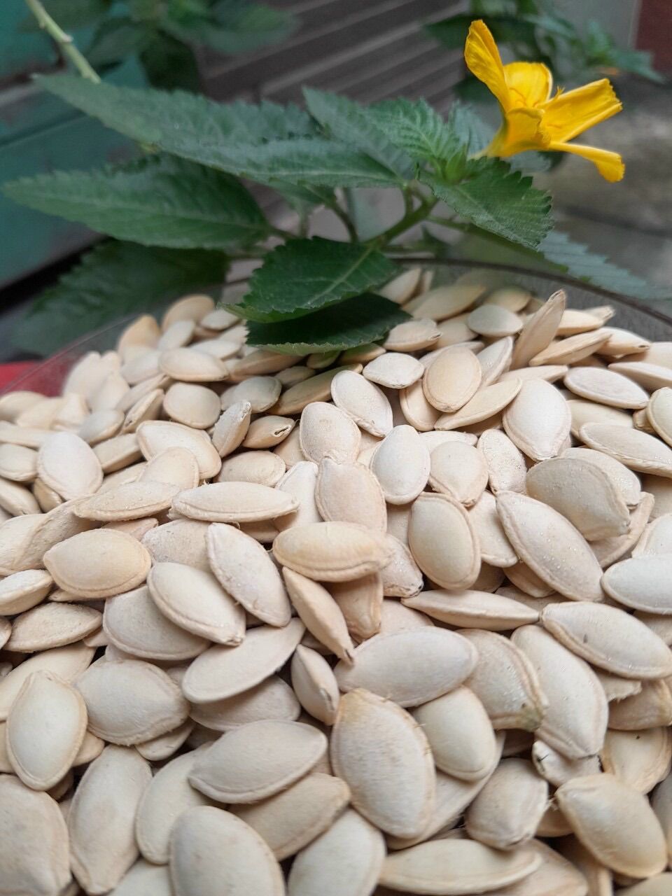 Bịch 500gr HẠT BÍ SẠCH rang muối (Hàng chắc, béo, thơm, giòn, bao ngon)