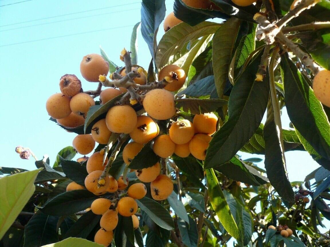 Cây giống biwa, tì bà, nhót Nhật